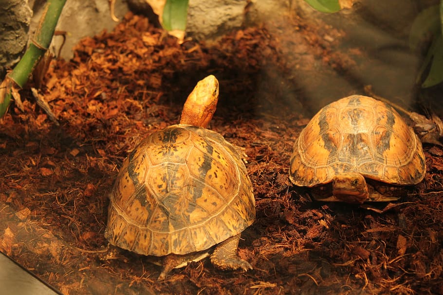 kaplumbağa, amfibiler, kaplumbağa, amfibiler, gün, tosbağa, açık havada, insansız, kabak, doğa, sürüngen, hayvan temaları, hayvan, hayvan yaban hayatı, omurgalı, kabuk, hayvan kabuğu, yüksek açılı görünüş, vahşi hayvanlar, arazi, bir hayvan, kapatmak, alan, kaplumbağa kabuğu, 2K