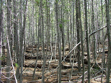 Wald, Bäume, dicht, Baum, Pflanze, Land, Kofferraum, Baumstamm, Ruhe, Nicht-städtische Szene, Natur, Wachstum, keine Leute, ruhige Szene, Schönheit in der Natur, Tag, Szenen - Natur, Fernbedienung, Umgebung, Fülle, Landschaft, draußen, Bambuspflanze, 1080P, CC0, gemeinfrei, lizenzfrei