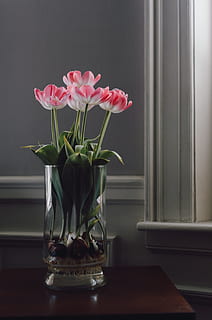 centrotavola rosa e bianco, foto, cinque, piante di fiori petalo bianco e rosso, finestra, idroponica, fiori, vaso, fiore, mazzo, tavolo, tulipano, decorazione, pianta, in casa, colore rosa, preparativi, nessuno, natura, legno - materiale, davanzale, pianta fiorita, bellezza nella natura, vetro - materiale, fragilità, petalo, freschezza, interno di casa, vulnerabilità, testa di fiore, avvicinamento, trasparente, composizione floreale, pianta della casa, 2K, CC0, dominio pubblico, privo di copyright