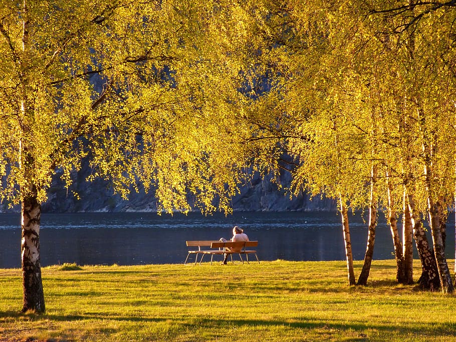 asmens sėdimoji vieta, stende, parkas, medžiai, saulėlydis, atsipalaiduoti, ežeras, lapai, geltona, aukso, medis, ruduo, augalų, pakeisti, grožis gamtoje, pobūdį, žemės, ramybė, dieną, nėra žmonių, ramioje scenoje, žolė, lauke, augimą, žalia spalva, vaizdai - gamta, augalų dalis, rudens kolekcija, parko suoliukas, 4K