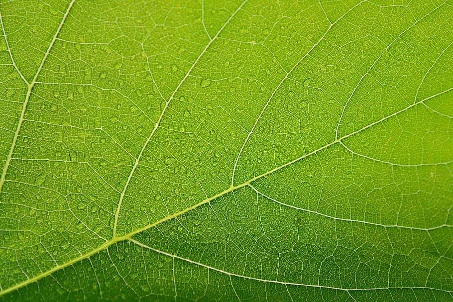 foglia di geranio, fotografia ravvicinata, foglio, verde, gocce, avvicinamento, macro, succoso, foglia, natura, colore verde, sfondi, bellezza nella natura, freschezza, lusso, fotogramma intero, parte vegetale, vena fogliare, pianta, nessuno, modello naturale, giorno, all'aperto, crescita, vulnerabilità, strutturato, fragilità, botanica, concentrico, 4K