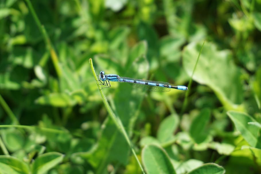 libellula, insetto, piccolo, blu, piccola libellula, insetto di volo, foglia, verde, colore verde, damselfly, un animale, concentrarsi sulle conoscenze acquisite, temi animali, invertebrato, pianta, animali allo stato selvatico, animale, fauna selvatica, parte vegetale, ala animale, crescita, natura, giorno, avvicinamento, nessuno, all'aperto, filo d'erba, 5K
