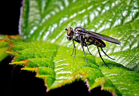 Mucha, makro, insekt, tæt på, grøn, have, butterfly, plante, blad, plante del, hvirvelløse, et dyr, dyreliv, dyre temaer, dyr, dyr i naturen, dyrefløj, grøn farve, natur, selektiv fokusering, ingen mennesker, flyve, vand, dag, udendørs, dug, 2K, CC0, offentligt domæne, royaltyfrie