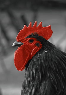 hahn, pinta, cockscomb, gockel, vermell, aus de corral, orgull, granja, ocell, cresta vermella, animal, factura, ploma, retrat, món animal, cap, s w, gall, pollastre - ocell, un animal, bestiar, temes d'animals, vertebrats, primer pla, centrar-se en primer pla, bec, cap gent, part del cos dels animals, dia, naturalesa, cap d’animals, animals domèstics, animals a la natura, mascotes, nacional, fauna animal, ull d’animals, 4K, CC0, domini públic, lliure de regalies