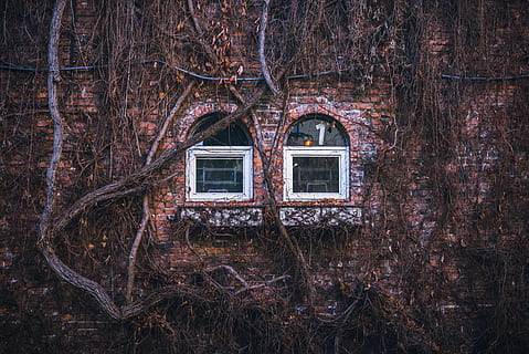 to, hvid, træ-, vindue, dagtimerne, vinduesrude i fuld glas, ruder, muret, bygning, mursten, vin, væg, natur, hus, træ - materiale, arkitektur, bygning udvendig, bygget struktur, dag, træ, ingen mennesker, plante, afdeling, vedbend, gammel, forladt, udendørs, creeper plante, murbygningsfunktion, lav vinkel visning, 5K, CC0, offentligt domæne, royaltyfrie