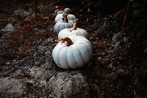 calabazas, marrón, suelo, cinco coles blancas, calabaza, vegetal, parche, línea, comida, comida y bebida, nadie, día, tierra, campo, naturaleza, de cerca, temas de animales, vista de alto ángulo, animal, centrarse en primer plano, al aire libre, alimentación saludable, fauna animal, planta, grupo de animales, animales en la naturaleza, 1080P, CC0, dominio público, libre de derechos