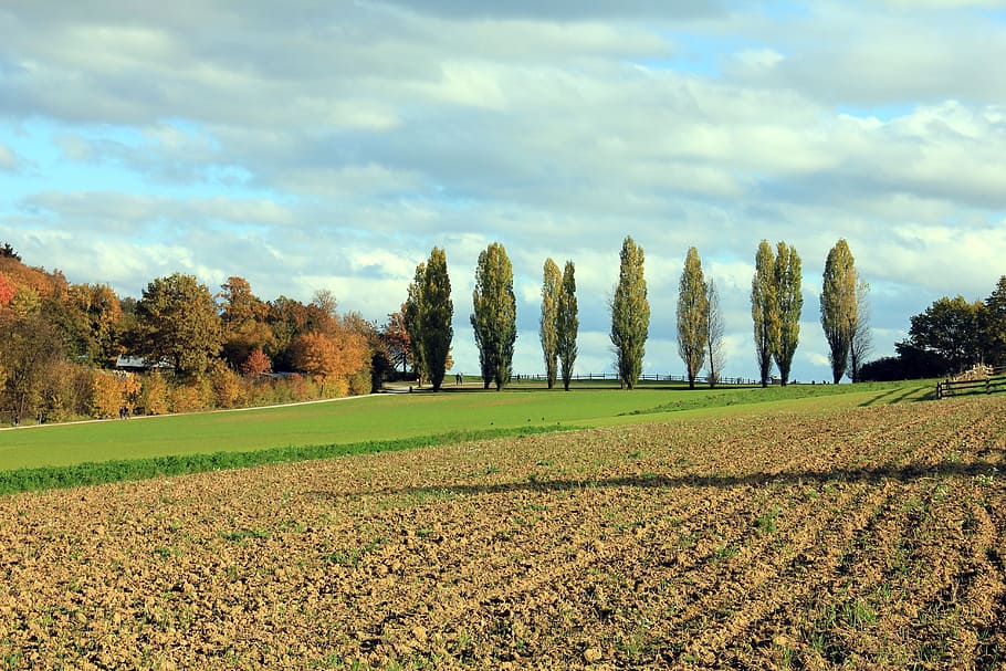 pollancres, arbre, paisatge, cultivable, cel, agricultura, camp, naturalesa, núvol - cel, planta, escena tranquil·la, bellesa a la natura, terra, tranquil·litat, escenics - natura, medi ambient, creixement, color verd, dia, herba, cap gent, idíl·lic, escena no urbana, a l'aire lliure, canvi, 5K