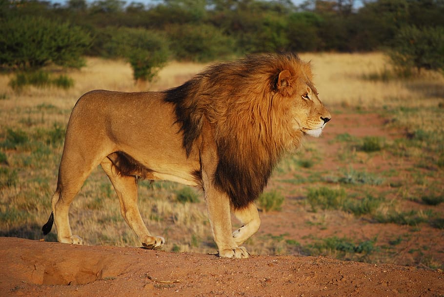 poc profund, focalitzar la fotografia, lleó, verd, arbust, orgull, depredador, crinera, gat, lleó - felí, Àfrica, vida salvatge, carnívor, animals de safari, animals a la natura, animal, gat no domesticat, naturalesa, sabana, gat gran, safari, Kenya, mamífer, Tanzània, felí, lleona, Àfrica de l'Est, parc nacional del serengeti, temes d'animals, vertebrats, un animal, fauna animal, vista lateral, de peu, animals domèstics, centrar-se en primer pla, cap gent, mascotes, terra, dia, marró, camp, nacional, a l'aire lliure, vista del perfil, herbívors, 4K