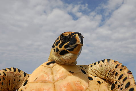 mare, tartaruga, cielo, nuvole, held, macro, avvicinamento, natura, al di fuori, un animale, animali allo stato selvatico, fauna selvatica, animale, temi animali, rettile, vertebrato, nuvola - cielo, nessuno, giorno, conchiglia, guscio di animale, concentrarsi sulle conoscenze acquisite, all'aperto, parte del corpo animale, segni di animali, marino, testa di animale, 4K, CC0, dominio pubblico, privo di copyright