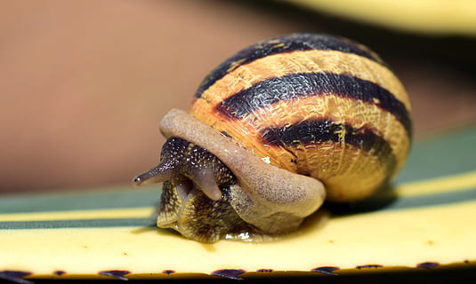 snegl, skal, tæt, natur, krybdyr, snegl, skal, spiralformet, snegl shell, makro, mollusk, kaktus, stik, skrue og hakket, kravle, kommer frem, kom ud, glide, forsigtig, spiselige, spiselig snegl, dyr, slimet, langsom, tæt på, dyreliv, dyreskal, Brun, dyr og kæledyr, lille, et dyr, dyre temaer, dyr i naturen, insekt, hvirvelløse, havsnegle, ingen mennesker, gul, selektiv fokusering, eremitkrebs, krebsdyr, dyr kropsdel, 5K, CC0, offentligt domæne, royaltyfrie