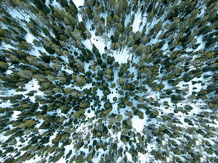 aerial, photo, forest, snow land, trees, tree, pattern, random, texture, pine, snow, cold, winter, topdown, wyoming, green, drone, no people, day, nature, cold temperature, beauty in nature, growth, plant, tranquility, full frame, backgrounds, land, outdoors, high angle view, white color, scenics - nature, covering, 4K, CC0, public domain, royalty free