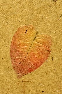mapa, pergamí, antic, fons, textura, zen, temps, or, llibre, full, quadern, àlbum de noces, coberta, canvi, primer pla, cap gent, tardor, amor, part de la planta, naturalesa, vena de la fulla, directament a sobre, sec, dia, a l'aire lliure, forma del cor, vulnerabilitat, groc, natura morta, terra, sol objecte, vista d’angle alt, marró, condició natural, 4K, CC0, domini públic, lliure de regalies