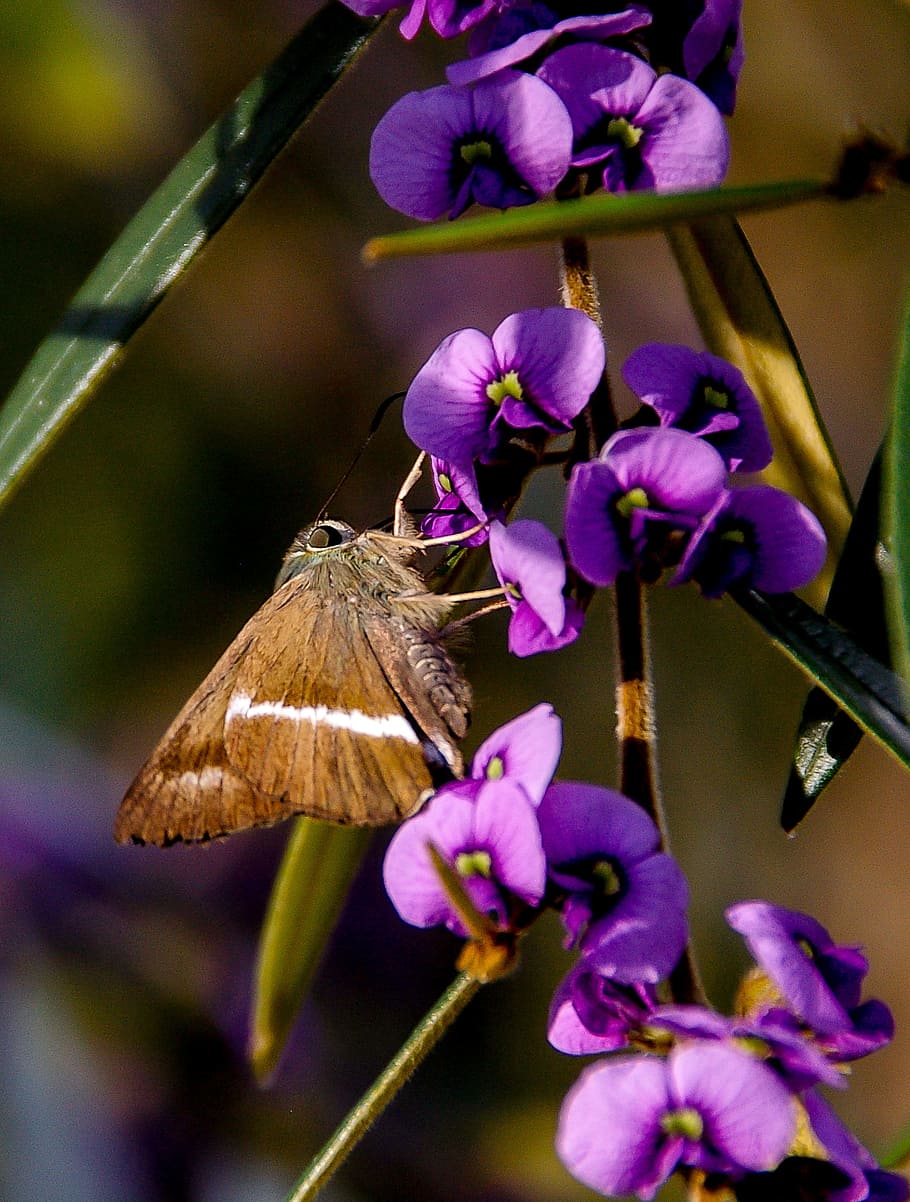 falena, insetto, Marrone, bianca, Ali, fiori, fiorire, viola, selvaggio, Queensland, Australia, fiore, pianta fiorita, pianta, vulnerabilità, fragilità, bellezza nella natura, fauna selvatica, temi animali, un animale, animali allo stato selvatico, animale, avvicinamento, petalo, freschezza, invertebrato, crescita, testa di fiore, ala animale, farfalla - insetto, nessuno, impollinazione, primavera, farfalla, 2K
