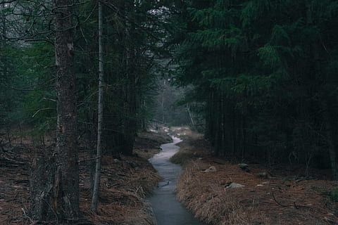 river between trees, green, leafed, trees, daytime, river, stream, forest, nature, tree, landscape, scenics, outdoors, woodland, water, no People, day, adventure, plant, land, beauty in nature, scenics - nature, non-urban scene, growth, tranquility, tree trunk, tranquil scene, environment, trunk, flowing water, stream - flowing water, flowing, rainforest, power in nature, 2K, CC0, public domain, royalty free