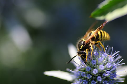 insetto, ape selvaggia, api, macro, vicino, rigorosamente protetto, invertebrato, temi animali, fauna selvatica, animale, animali allo stato selvatico, un animale, pianta fiorita, fiore, ape, fragilità, bellezza nella natura, pianta, avvicinamento, petalo, vulnerabilità, freschezza, testa di fiore, crescita, impollinazione, viola, nessuno, polline, 4K, CC0, dominio pubblico, privo di copyright