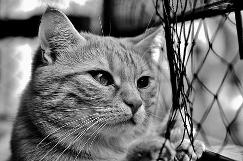 photo en niveaux de gris, chat, maquereau, désir, réseau, attendre, rouge, chat tigre, chaton, mieze, chat rouge, chat domestique, maquereau rouge tabby, yeux de chat, tête de chat, animal de compagnie, animaux domestiques, félin, thèmes animaux, un animal, national, mammifère, animal, vertébré, se concentrer sur le premier plan, fermer, personne, moustache, clôture, partie du corps de l'animal, journée, regardant, regarder ailleurs, tête d'animal, oeil d'animal, 5K, CC0, domaine public, libre de droits