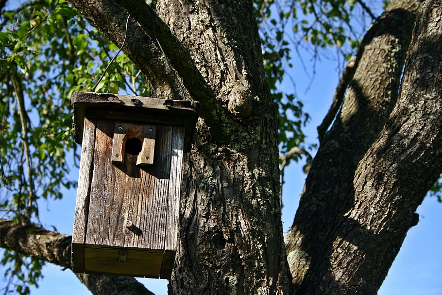caixa niu, arbre, naturalesa, aviari, lloc de nidificació, bosc, ajuda de nidificació, niu, refugi, incubadora, registre, benestar animal, horta, arbres fruiters dispersos, arbre fruiter, conservació de la natura, material de fusta, tronc de l'arbre, tronc, planta, vista d’angle baix, cap gent, dia, casa d'aus, cel, a l'aire lliure, centrar-se en primer pla, llum solar, estructura construïda, textura, arquitectura, branca, creixement, primer pla, 2K