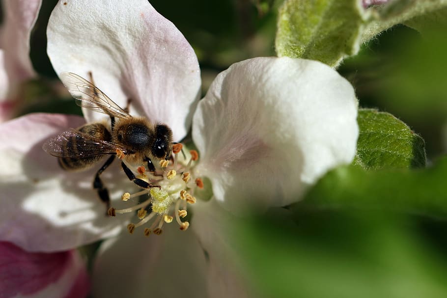 ape, impollinazione, Ali, primavera, macro, avvicinamento, insetto, fiorente, giardino, impollinazione dei fiori, Jabłonka, fiori, soleggiato, polline, nettare, le api al lavoro, la raccolta di, temi animali, un animale, fauna selvatica, animali allo stato selvatico, fiore, pianta fiorita, petalo, fragilità, bellezza nella natura, vulnerabilità, invertebrato, freschezza, pianta, animale, testa di fiore, crescita, infiorescenza, Colore bianco, nessuno, all'aperto, 5K
