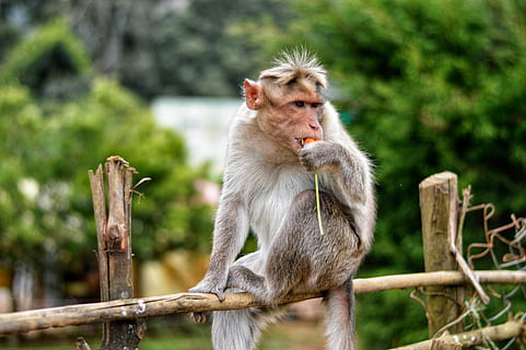 deixei, comer, primeiro, macaco, sentado, cerca, mamífero, um animal, animais selvagens, animais em estado selvagem, madeira - material, focar em primeiro plano, barreira, fronteira, primata, olhando, dia, ninguém, olhando para longe, jardim zoológico, ao ar livre, 4K, CC0, domínio público, royalty free