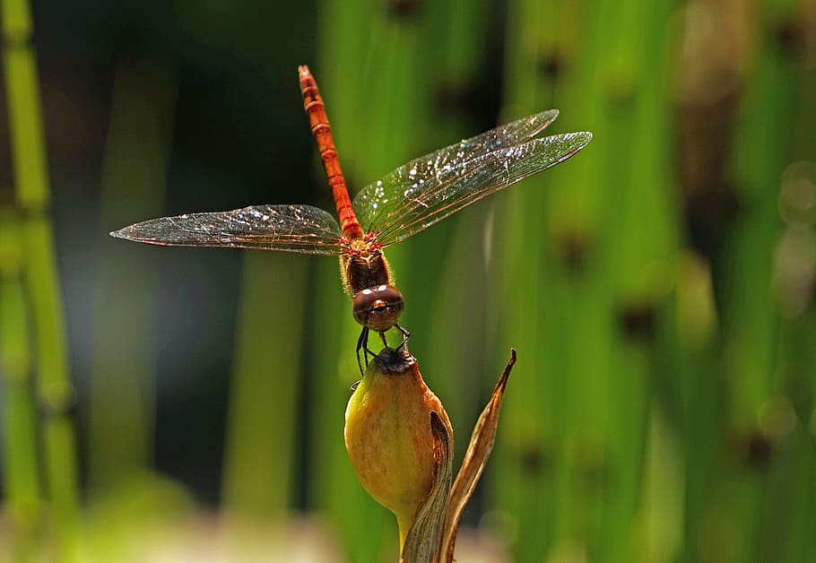 libèl·lula, halm, insecte, ala, transparent, insecte de vol, tancar, libèl·lula petita, animals a la natura, fauna animal, temes d'animals, invertebrat, un animal, animal, centrar-se en primer pla, primer pla, planta, naturalesa, dia, cap gent, color verd, ala dels animals, a l'aire lliure, bellesa a la natura, tija de la planta, part de la planta, 2K
