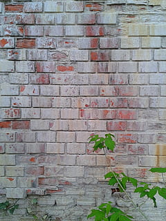 perete, cărămidă, vechi, bloc, grunge, textură, fundal, stare brută, zid de cărămidă, ruginit, construită, montare pe perete, frunze, arhitectură, parte a plantelor, plantă, creştere, zi, nici o persoana, natură, Culoarea verde, exteriorul clădirii, în aer liber, frumusețe în natură, iederă, model, plantă de plantă, 2K, CC0, domeniu public, fără drepturi de autor