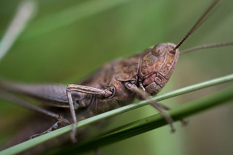 Heuschrecke, Makro, Insekt, Gras, Natur, Tier, Tierwelt, Nahansicht, Tierantenne, Kricket, Tierthemen, ein Tier, wirbellos, Tiere in freier Wildbahn, keine Leute, Tierkörperteil, selektiver Fokus, Pflanzenteil, grüne Farbe, Blatt, Tag, Pflanze, Zoologie, draußen, Tierflügel, 5K, CC0, gemeinfrei, lizenzfrei