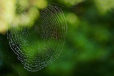 web, aranya, insecte, trampa, teranyina, macro, al matí, aigua, fragilitat, centrar-se en primer pla, primer pla, vulnerabilitat, cap gent, temes d'animals, naturalesa, animal, dia, bellesa a la natura, patró natural, complexitat, invertebrat, aràcnids, animals a la natura, planta, a l'aire lliure, 5K, CC0, domini públic, lliure de regalies