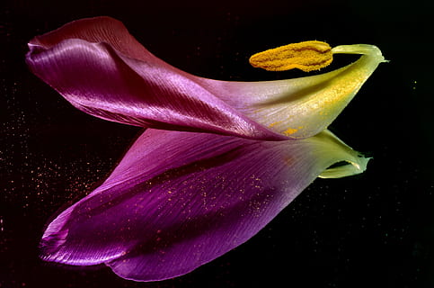 Tulpe, geteilt, Spiegel, Blume, blühende Pflanze, Schönheit in der Natur, Zerbrechlichkeit, Blütenkopf, Blütenstand, Verletzlichkeit, Blütenblatt, Nahansicht, Pflanze, Frische, Studioaufnahme, keine Leute, Pollen, Natur, Wachstum, schwarzer Hintergrund, drinnen, Gelb, lila, Weichheit, 4K, CC0, gemeinfrei, lizenzfrei