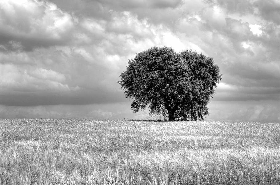 fotografia en escala de grisos, arbres, ennuvolat, cel, arbre, camp, sinistre, núvols, monocroma, naturalesa, gòtic, planta, terra, paisatge, herba, núvol - cel, medi ambient, bellesa a la natura, escenics - natura, escena rural, tranquil·litat, escena no urbana, plana, cap gent, escena tranquil·la, a l'aire lliure, 1080P