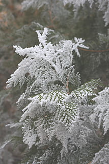 pine tree, covered, snow, winter, tree, cold, fir, pine, leaf, frozen, snowfall, ice, forest, simple, frost, cold temperature, plant, nature, beauty in nature, close-up, focus on foreground, day, white color, no people, fir tree, coniferous tree, branch, outdoors, evergreen tree, 2K, CC0, public domain, royalty free