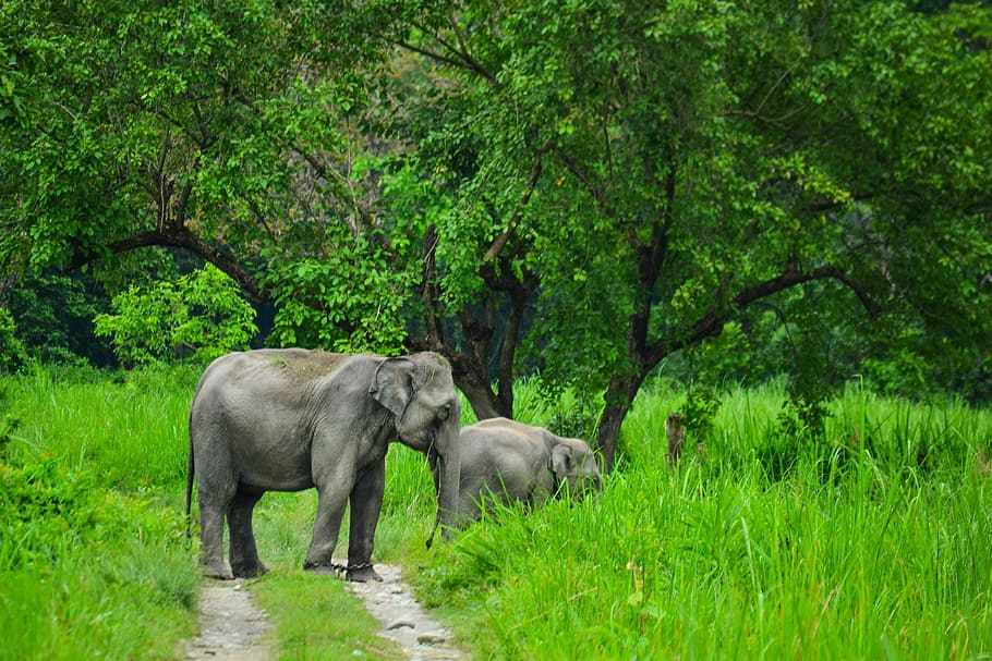 zwei, grau, Elefanten, Weg, tagsüber, Elefant, Wald, Baum, Feld, Pfad, Grün, Tierwelt, weiden, Pflanze, Tier, Tierthemen, Säugetier, Tiere in freier Wildbahn, Gruppe von Tieren, Wirbeltier, Natur, grüne Farbe, Land, keine Leute, Wachstum, Gras, zwei tiere, draußen, pflanzenfressend, Afrikanischer Elefant, Tierfamilie, Tierstamm, 2K