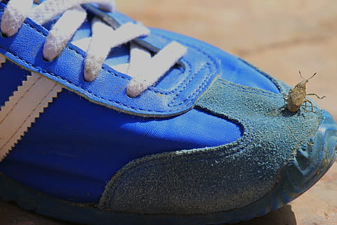 adidas, macro, scarabée, bleu, fermer, personne, journée, la nature, se concentrer sur le premier plan, la faune des animaux, un animal, invertébré, en plein air, animaux à l'état sauvage, animal, thèmes animaux, vue grand angle, Vêtements, chaussure, nature morte, insecte, métal, jeans, 5K, CC0, domaine public, libre de droits