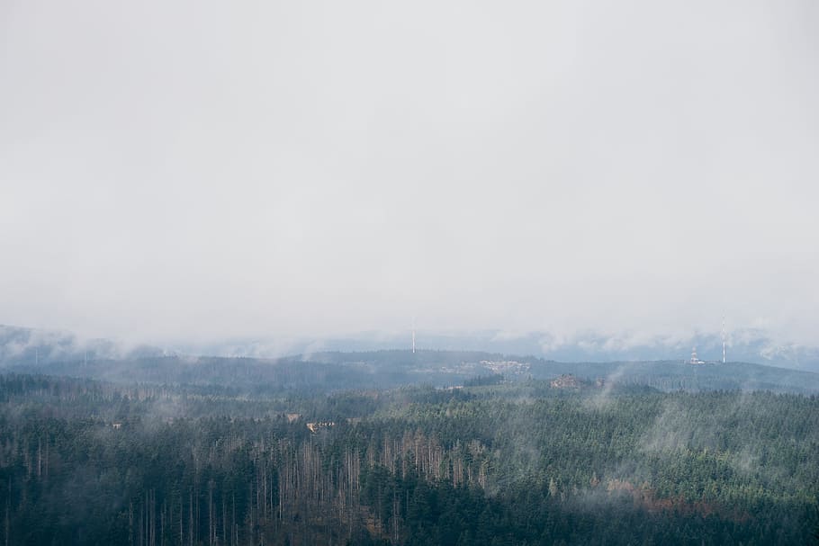 tåge, Skov, i tågen, landskab, natur, træ, scenics, udendørs, vinter, bjerg, miljø, bybilledet, ingen mennesker, skønhed i naturen, scenics - natur, himmel, plante, ro, rolig scene, jord, kopiere plads, ikke-urbane scene, sky - himmel, dag, smog, fyrreskov, 4K
