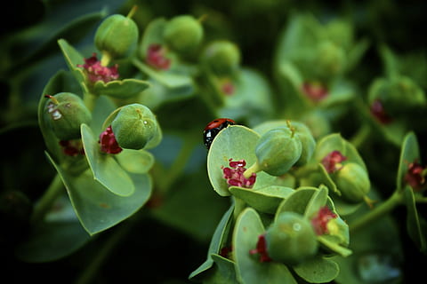 lady bug, hmyz, Chyba, volně žijících živočichů, brouk, entomologie, jaro, zelená barva, zvíře, rostlina, zvířat, jídlo, jídlo a pití, detail, zvířata ve volné přírodě, rostlinné části, nikdo, ovoce, list, zaměřit se na popředí, růst, Příroda, svěžest, jednoho zvířete, Zdravé stravování, venku, 2K, CC0, veřejná doména, bez autorských práv