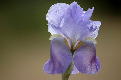 Purper, lang, bebaarde, irisbloem, bloeien, dag, bloem, de lente, iris, bloeiende plant, schoonheid in de natuur, kwetsbaarheid, versheid, breekbaarheid, bloemblad, fabriek, bloeiwijze, bloemhoofd, detailopname, groei, iris - plant, natuur, geen mensen, studio opname, binnenshuis, stuifmeel, zachtheid, 1080P, CC0, publiek domein, royaltyvrij