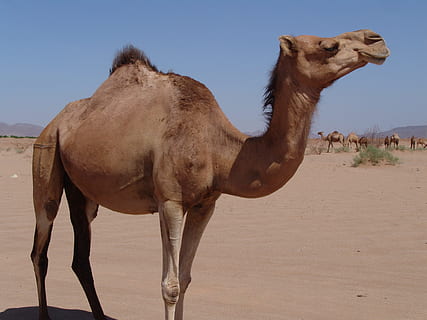 cammello, chateau, deserto, temi animali, animale, mammifero, animali domestici, terra, vertebrato, cielo, fauna selvatica, sabbia, domestico, natura, un animale, cielo sereno, giorno, nessuno, bestiame, Marrone, clima, erbivoro, clima arido, all'aperto, 2K, CC0, dominio pubblico, privo di copyright