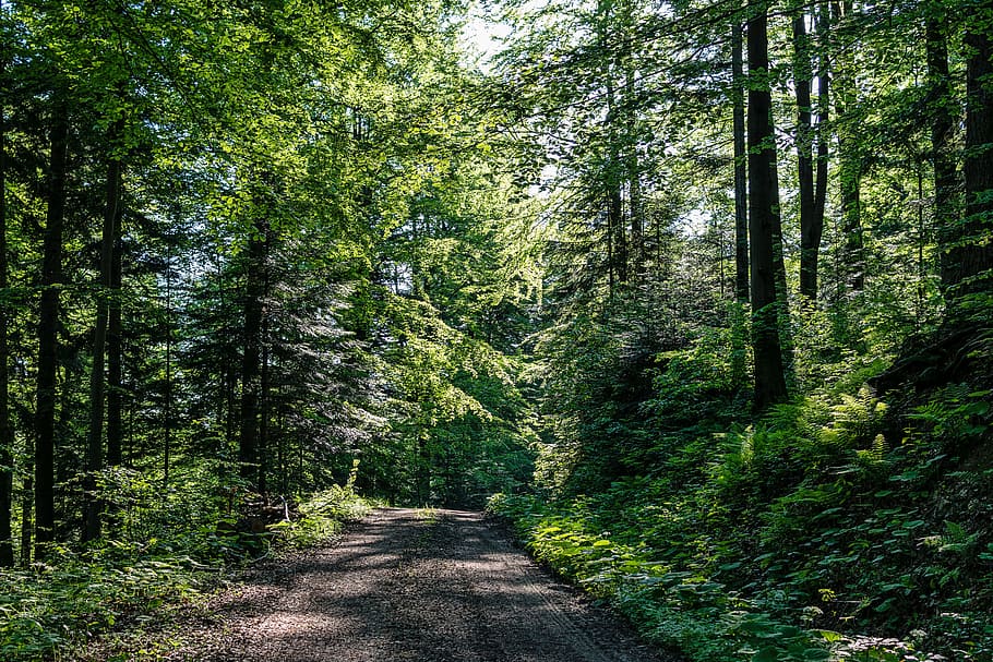 carretera forestal, arbre, estiu, bosc, verd, el sol, els raigs del sol, al matí, fullatge, spacer, naturalesa, el camí, turisme, rutes de senderisme, vegetació, muntanyes, camí forestal, festa, el medi ambient, ruta, carril, el silenci, vista, bellesa, tranquil·litat, Pel matí, paisatge, humor, sendera, pi, planta, terra, direcció, el camí a seguir, creixement, bellesa a la natura, color verd, carretera, escena tranquil·la, cap gent, escenics - natura, escena no urbana, dia, brutícia, perspectiva decreixent, a l'aire lliure, 5K
