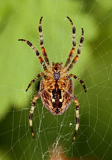 Spinne, Netzwerk, Spinnennetz, Insekt, schließen, Natur, Spinnenmakro, Makro, Makrofotografie, Seidenfaden, Spinnentier, Tiere, Fauna, Insektenmakro, Spinnenbeine, Perspektive, Garten, Tierwelt, Tierthemen, Tier, wirbellos, Gliederfüßer, ein Tier, Tiere in freier Wildbahn, Nahansicht, Zerbrechlichkeit, Fokus auf den Vordergrund, Verletzlichkeit, Tierbein, keine Leute, Überleben, draußen, Komplexität, Netz, giftig, 4K, CC0, gemeinfrei, lizenzfrei