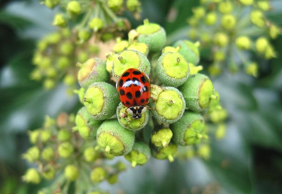 asiàtic, marieta, punts grans, marieta asiàtica, efeublüte, insecte, naturalesa, flora, fauna, verd, negre vermell, inusual, rarament, harmonia axyridis, animal, foto d'animals, octubre, època de l’any, heura, flor, florir, umbel·la, escarabat, animals a la natura, color verd, temes d'animals, un animal, invertebrat, fauna animal, planta, dia, primer pla, tacat, part de la planta, full, creixement, cap gent, vermell, a l'aire lliure, petit, 2K