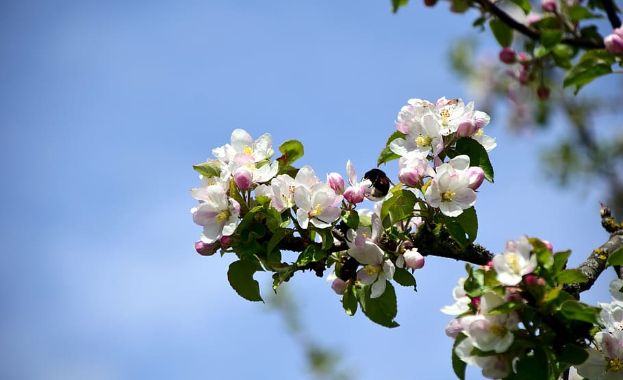 Ast, Apfelblüten, Apfelbaum, Frühling, blühen, Natur, Rosa, Apfelbaum Blumen, Knospe, Weiß, kernobst gewächs, weiße Blüte, Frühlingserwachen, weiße Blumen, weiße Blume, Apfelblütenzweig, Himmel, Blau, blauer Himmel, wunderschönen, Hummel, streuen, Baum, Blume, Blütenblatt, pinke Farbe, Blütenkopf, Pflanze, Frische, Jahreszeit, Nahansicht, blühende Pflanze, Schönheit in der Natur, Zerbrechlichkeit, Verletzlichkeit, Wachstum, weiße Farbe, Tag, keine Leute, Fokus auf den Vordergrund, draußen, Kirschblüte, Kirschbaum, 5K