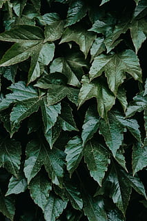 grøn plante, lobede grønne blade, blad, træ, grøn, parkere, vild, London, grønne, plante, plat, have, forlade, ødemark, vedbend, mørk, liv, stilk, plante del, baggrunde, fuld ramme, natur, ingen mennesker, tæt på, vækst, grøn farve, skønhed i naturen, blade, bladvenen, dag, høj vinkel visning, friskhed, overflod, udendørs, Mark, ro, 5K, CC0, offentligt domæne, royaltyfrie