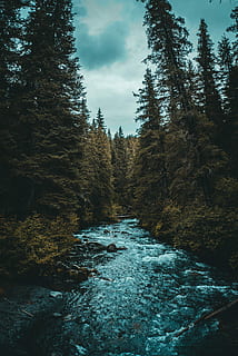 river between trees, photo, river, pine trees, tree, forest, stream, creek, plant, nature, tranquility, beauty in nature, land, sky, no people, tranquil scene, growth, scenics - nature, non-urban scene, water, day, cloud - sky, outdoors, environment, flowing, flowing water, coniferous tree, 5K, CC0, public domain, royalty free