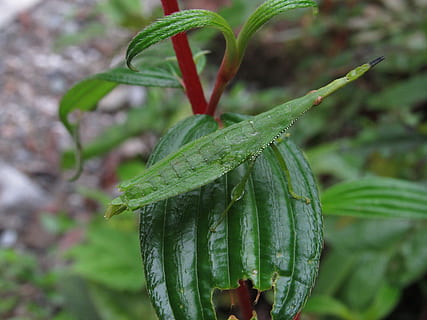 insecto, hoja, naturaleza, selva, verde, planta, color verde, vegetal, frescura, de cerca, crecimiento, día, comida y bebida, centrarse en primer plano, nadie, belleza en la naturaleza, rojo, parte de la planta, comida, al aire libre, flor, alimentación saludable, planta floreciendo, 4K, CC0, dominio público, libre de derechos