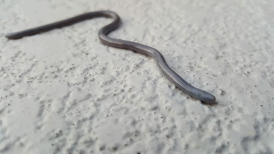 cec, serp, petit, plata, blava, blau, gris, cec, serp, plata, blau, gris, negre, rèptil, vida salvatge, un animal, temes d'animals, fauna animal, animals a la natura, cap gent, animal, metall, primer pla, vertebrats, enfocament selectiu, sorra, terra, vista d’angle alt, naturalesa, dia, a l'aire lliure, sol objecte, 5K