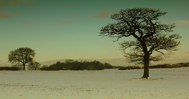 kold, sne, landskab, natur, dækket, Mark, pift, frost, frost-, Frosset, is, isnende, udendørs, himmel, snedækket, træer, vejr, vinter, vinterlandskab, træ, plante, skønhed i naturen, ro, scenics - natur, jord, rolig scene, miljø, ingen mennesker, ikke-urbane scene, kold temperatur, vækst, afdeling, isolerede, 4K, CC0, offentligt domæne, royaltyfrie