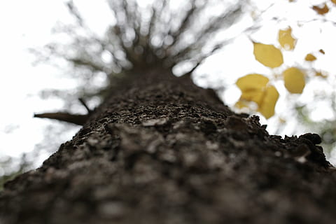 worm, eye view, leafless tree, bark, tree, brown, forest, trunk, leaves, nature, plant, tree trunk, selective focus, textured, no people, close-up, growth, day, outdoors, branch, solid, rough, tranquility, rock, plant bark, beauty in nature, surface level, lichen, 5K, CC0, public domain, royalty free
