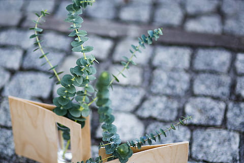 green, plants, small, glasses, cobblestone, Miniature, green plants, bricks, plant, decoration, little, ornament, pavement, mini, flower, nature, outdoors, no people, built structure, day, building exterior, house, architecture, growth, leaf, plant part, green color, focus on foreground, selective focus, close-up, beauty in nature, wall - building feature, wall, food, food and drink, potted plant, stone wall, 4K, CC0, public domain, royalty free