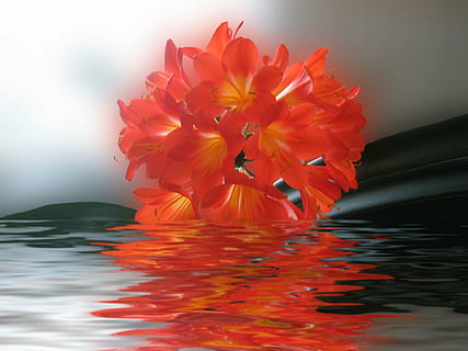 Clivia, flor, vermell, brillant, real, planta amb flors, frescor, bellesa a la natura, pètal, planta, aigua, naturalesa, vulnerabilitat, primer pla, fragilitat, color taronja, inflorescència, cap de flor, cap gent, a l'aire lliure, reflexió, flotant a l'aigua, arranjament floral, puresa, 1080P, CC0, domini públic, lliure de regalies