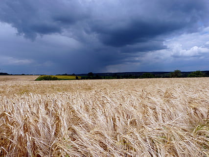 fält, landskap, mörka moln, hotfull, moln - himmel, himmel, lantbruk, landa, landsbygden scen, beskära, miljö, bruka, växt, scenics - natur, spannmål växt, skönhet i naturen, lugn, lugn plats, tillväxt, vete, natur, dag, inget folk, utomhus, stjälk, 2K, CC0, offentligt domän, royaltyfria