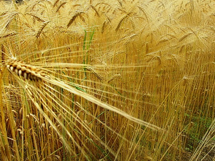 blat, epi, camp, planta, creixement, terra, agricultura, planta de cereals, cultiu, naturalesa, bellesa a la natura, cap gent, dia, escena rural, granja, paisatge, herba, primer pla, tranquil·litat, ordi, marc complet, a l'aire lliure, tija, 2K, CC0, domini públic, lliure de regalies